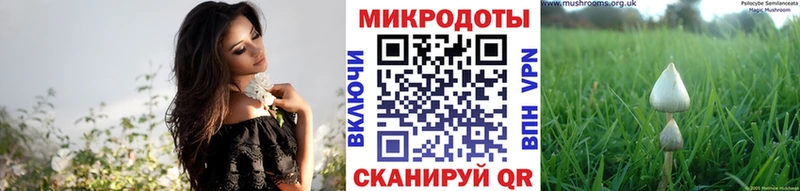Галлюциногенные грибы Psilocybine cubensis  Купить где  Никольск 